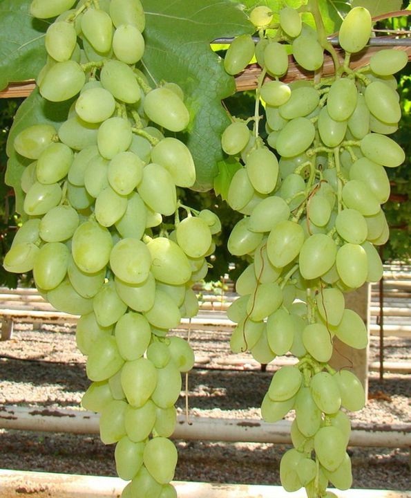 Фото 12. Саженцы винограда