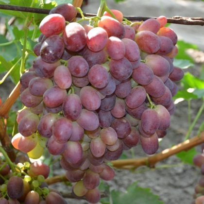 Фото 20. Саженцы винограда