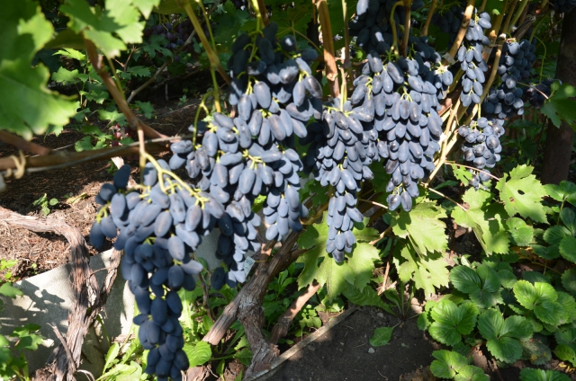 Фото 5. Саженцы винограда