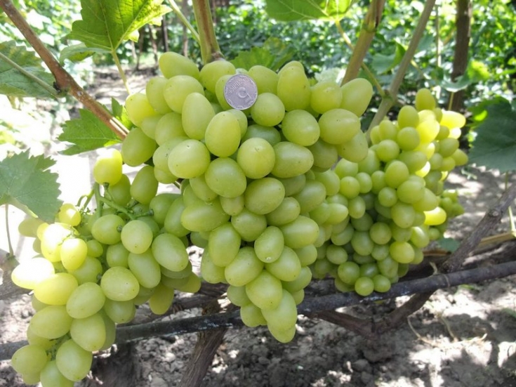 Фото 6. Саженцы винограда