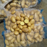 Wholesale fresh potato China supplier potato
