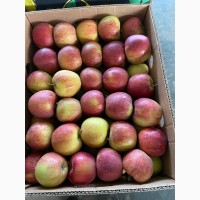 Продам яблоки от произодителя несколько сортов с 20 тонн