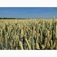Якісне насіння пшениці озимої Батерфляй