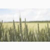 Насіння пшениці ярої МІП Злата, перша репродукція