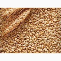 Закупляемо пшеницю 1-6кл и фуражну отходи проблемну на самовивоз
