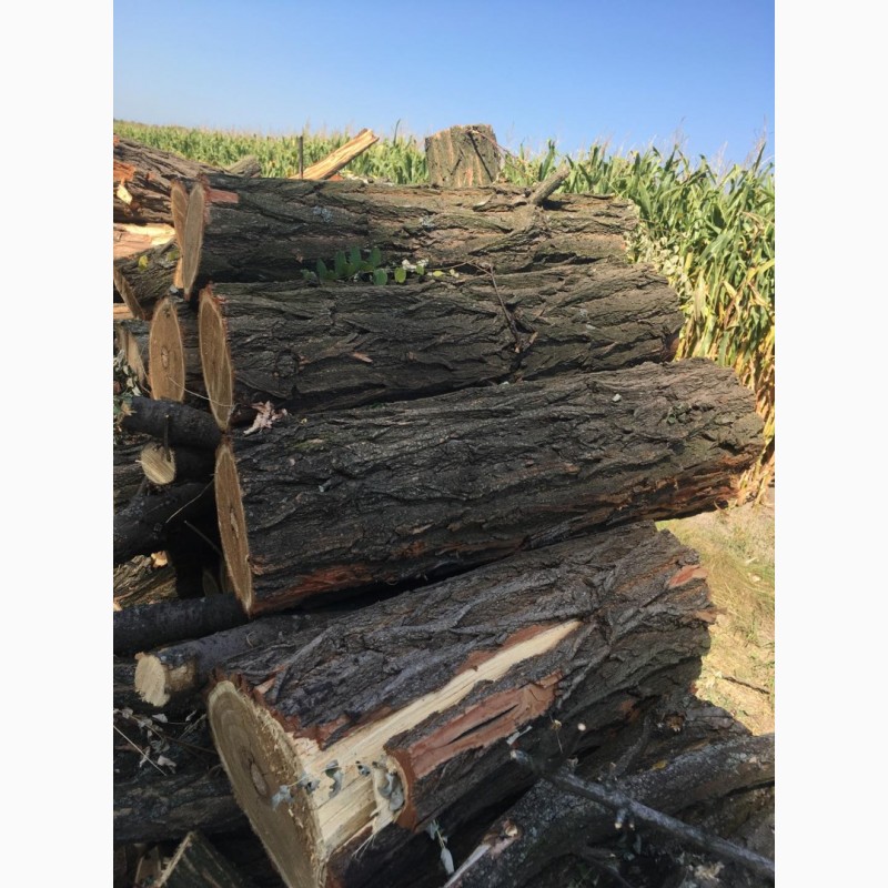 Фото 13. Продам в больших количествах дрова твердых пород (дуб, ясень, акация) и фруктовые дрова