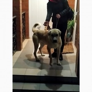 Собака для охорони Кангал з САО, (алабай)