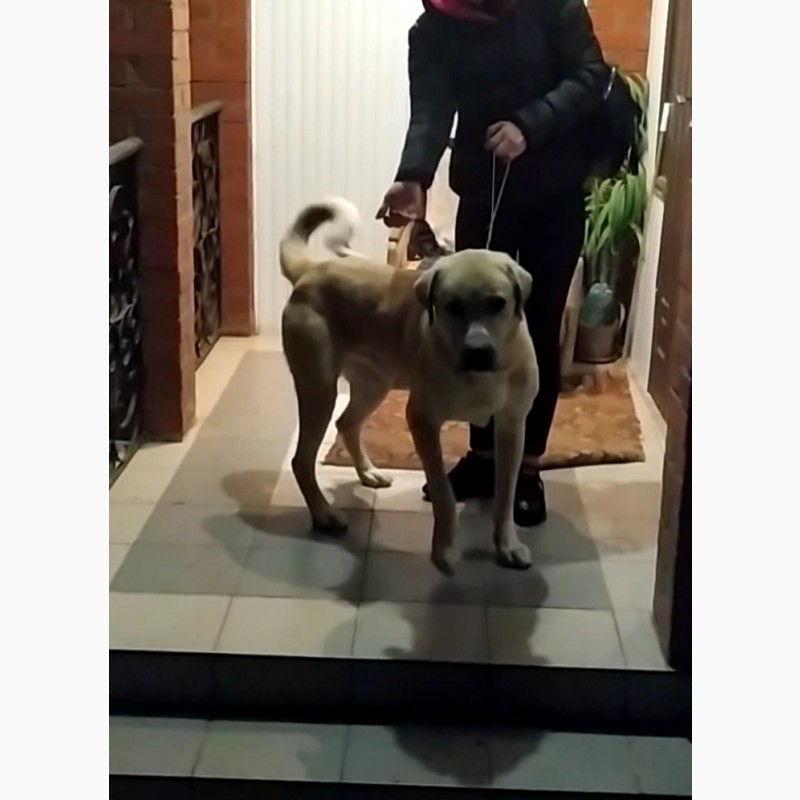 Собака для охорони Кангал з САО, (алабай)