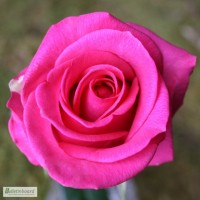 Саженцы роз Равель
