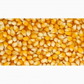 Скуповлюєм кукурудза некласна високі ціни
