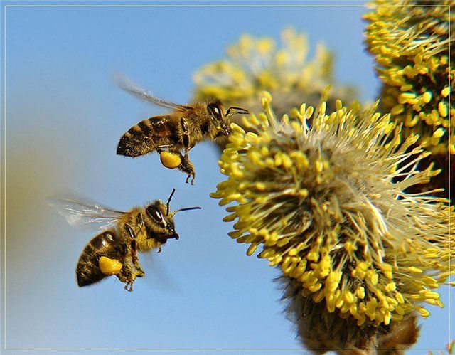 Фото 4. Пчелиное Маточное Молочко (нативное)
