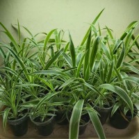 Хлорофитум variegatu