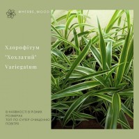 Хлорофитум variegatu