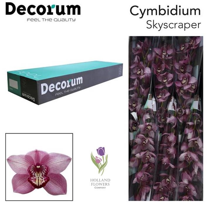Фото 10. Orchid Cymbidium, Орхидея, ОПТ, Киев, Украина, Голландия