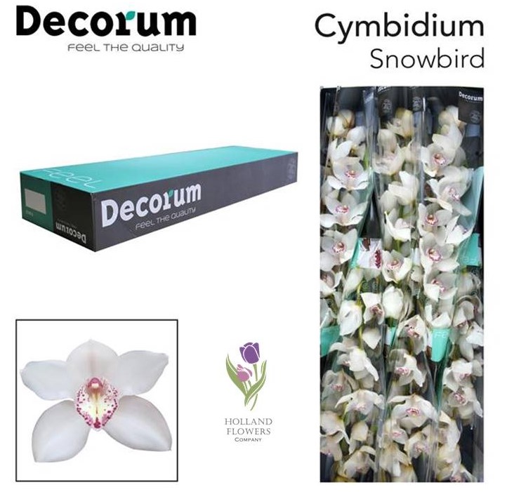 Фото 11. Orchid Cymbidium, Орхидея, ОПТ, Киев, Украина, Голландия