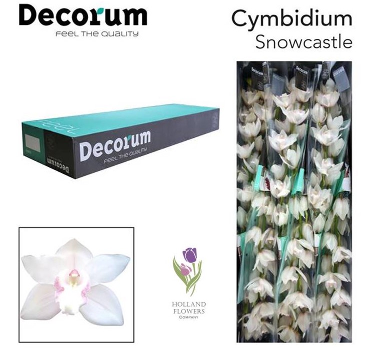 Фото 12. Orchid Cymbidium, Орхидея, ОПТ, Киев, Украина, Голландия