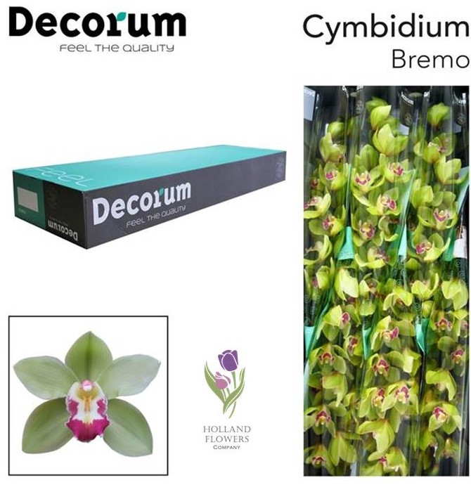 Фото 2. Orchid Cymbidium, Орхидея, ОПТ, Киев, Украина, Голландия