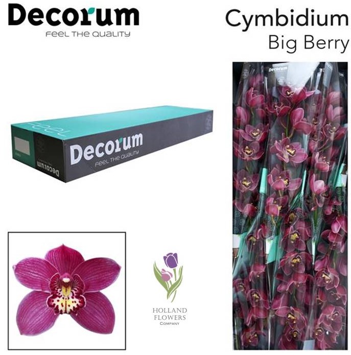Фото 3. Orchid Cymbidium, Орхидея, ОПТ, Киев, Украина, Голландия