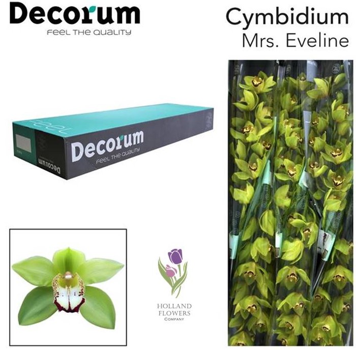 Фото 4. Orchid Cymbidium, Орхидея, ОПТ, Киев, Украина, Голландия