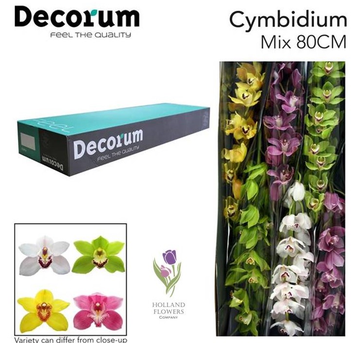 Фото 5. Orchid Cymbidium, Орхидея, ОПТ, Киев, Украина, Голландия