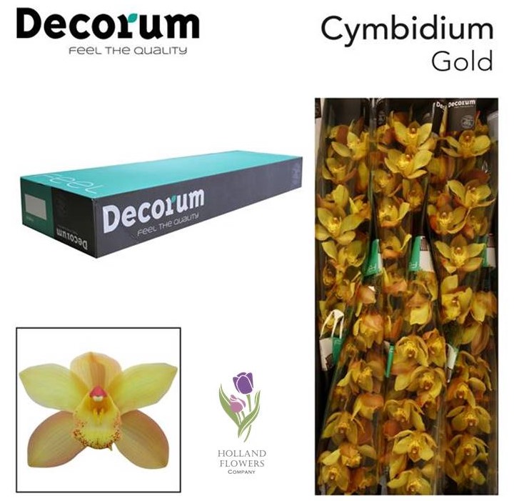 Фото 7. Orchid Cymbidium, Орхидея, ОПТ, Киев, Украина, Голландия