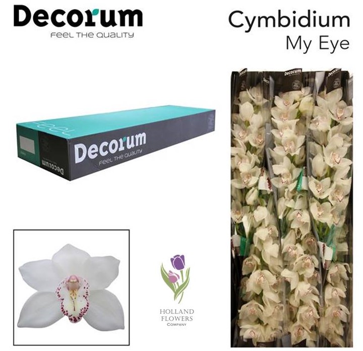 Фото 8. Orchid Cymbidium, Орхидея, ОПТ, Киев, Украина, Голландия