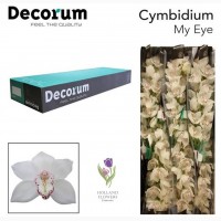 Orchid Cymbidium, Орхидея, ОПТ, Киев, Украина, Голландия