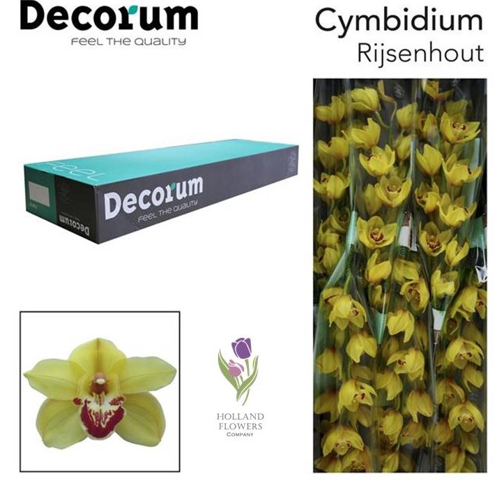 Фото 9. Orchid Cymbidium, Орхидея, ОПТ, Киев, Украина, Голландия