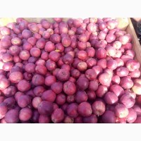 Продам яблоки от произодителя с Молдовы от 20 тонн