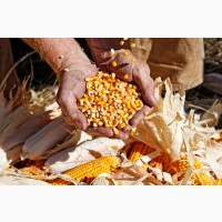 Семена кукурузы Файет ФАО 330 Рост Агро