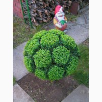 Самшит (буксус) вечнозеленые кустики