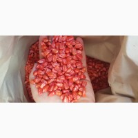 Продам семена кукурузы ADEL ФАО 260 канадский трансгенный гибрид