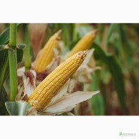 Пропонуємо насіння кукурудзи ВН 63