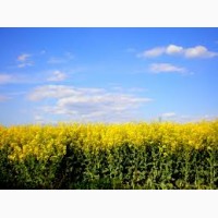 Компания Закупит Рапс без ГМО, по Хорошей Цене, на всей территории Украины
