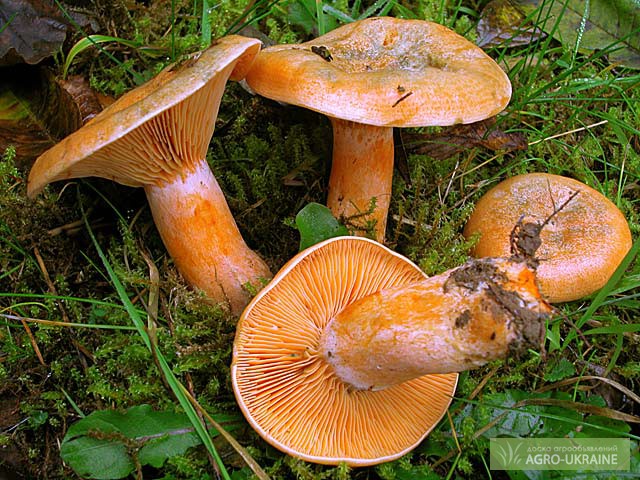  СЕМЕНА грибов: Рыжик настоящий - Мицелий вешенки, , Семена .
