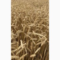 Продам насіння ярої пшениці (1 репродукція)