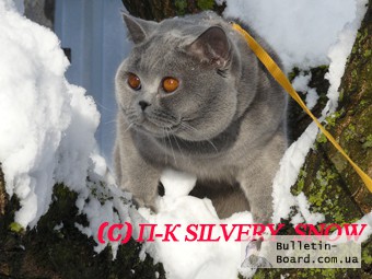Фото 3. Котята британские голубые.