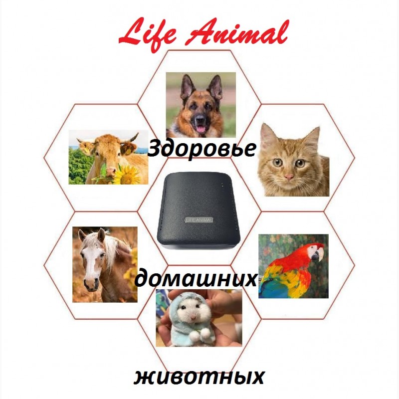Фото 3. Лечение кошки, собаки, коровы устройством Life Animal. 4 уровня мощности|Акция: кешбэк 10%