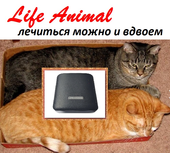 Фото 5. Лечение кошки, собаки, коровы устройством Life Animal. 4 уровня мощности|Акция: кешбэк 10%