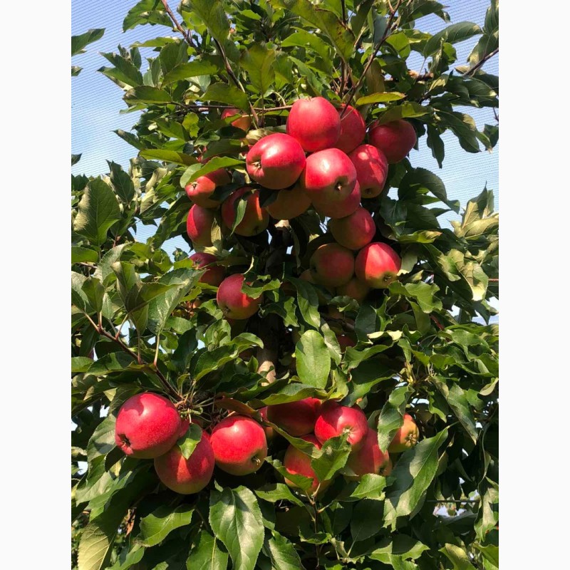 Фото 5. Продам яблоки, Гала Маст, Лиголь урожая 2021 г. Немиров, Винницкая обл