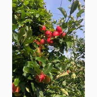 Продам яблоки, Гала Маст, Лиголь урожая 2021 г. Немиров, Винницкая обл