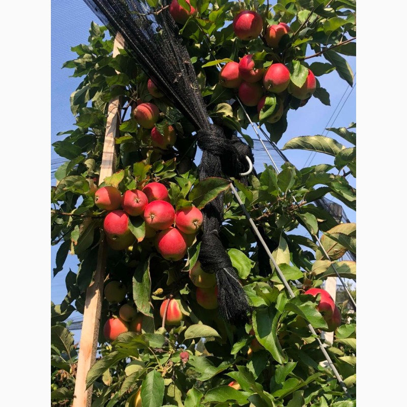 Фото 3. Продам яблоки, Гала Маст, Лиголь урожая 2021 г. Немиров, Винницкая обл