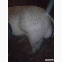 Свиньи мясных пород Беркшир Пьетрен Лапай Мангалица