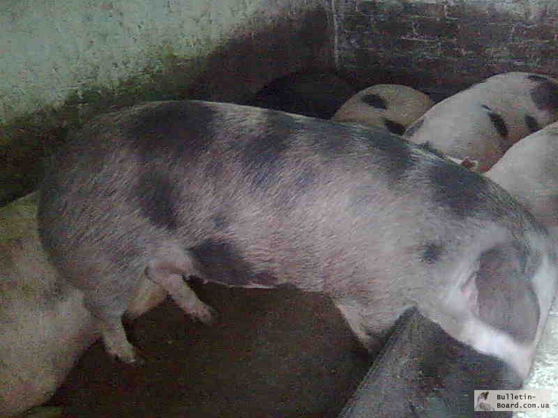 Фото 3. Свиньи мясных пород Беркшир Пьетрен Лапай Мангалица