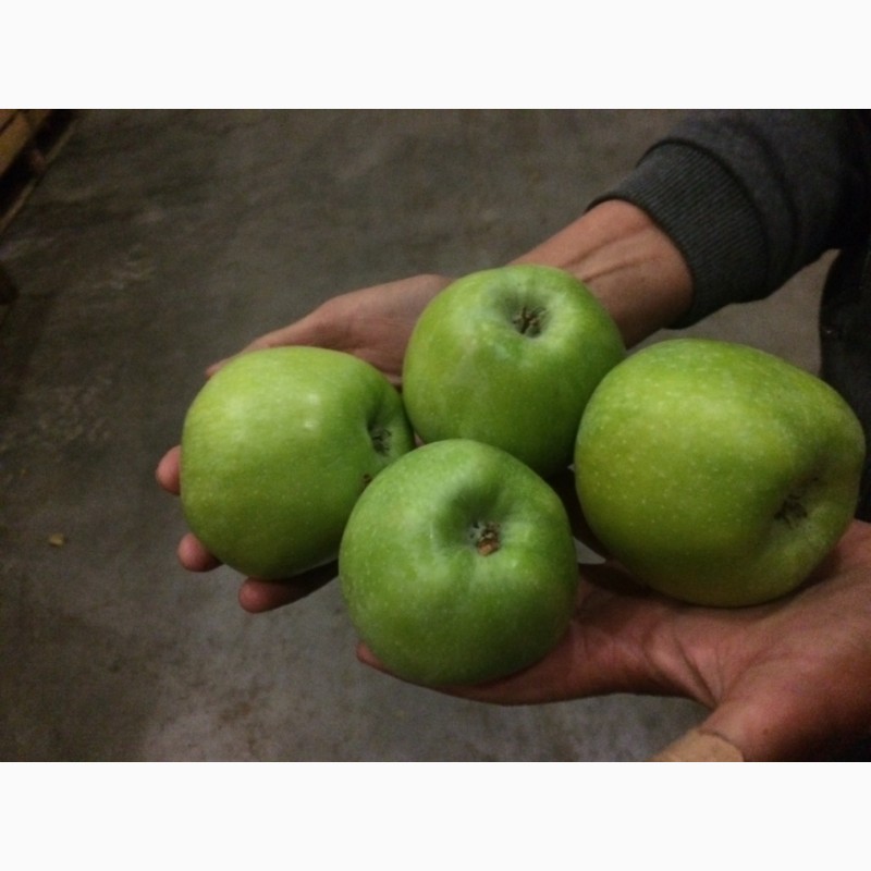 Фото 2. Продам яблука, в асортименті