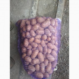 Продам картофель посадчный картофель от производителя
