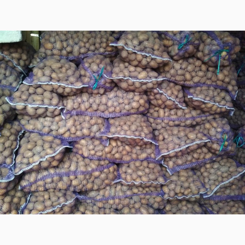 Фото 3. Продам картофель посадчный картофель от производителя