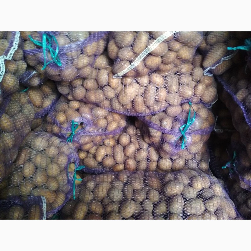 Фото 5. Продам картофель посадчный картофель от производителя