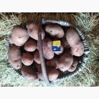 Домашня картопля. Продам картоплю 500 кг, сорт Слов#039; янка, Ксаверівка