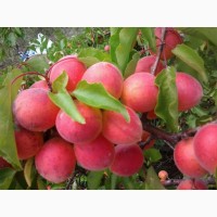 Абрикоса подвой алыча абрикос пумиселект Питомник выращивает саженцы плодовых деревьев опт